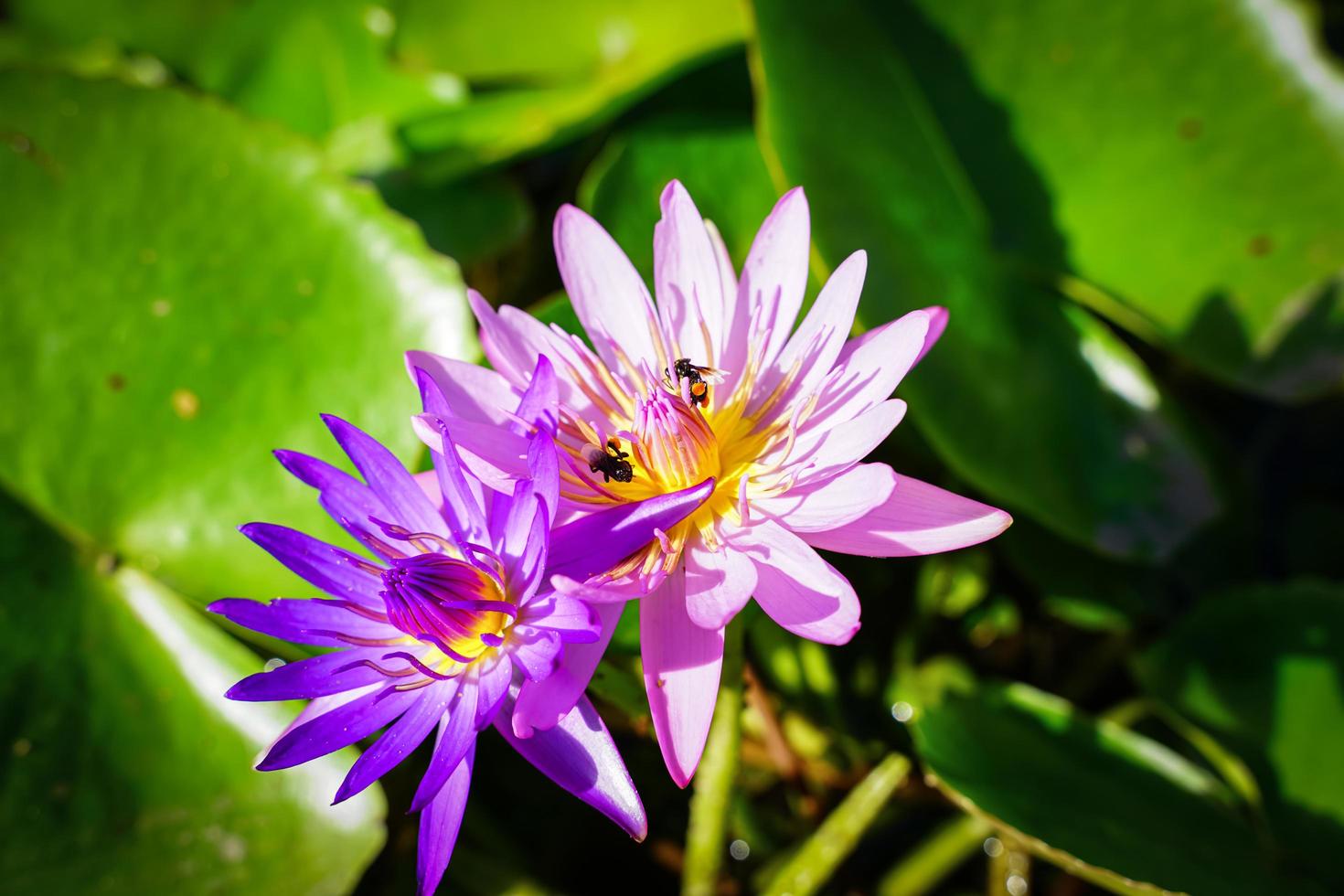 lindas flores de lótus que florescem na luz do sol da manhã foto