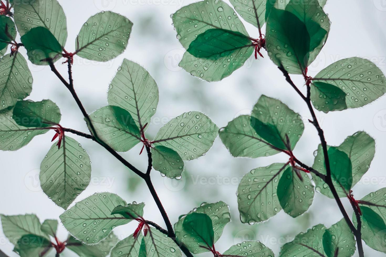 folhas de árvore verde na primavera em dias chuvosos foto