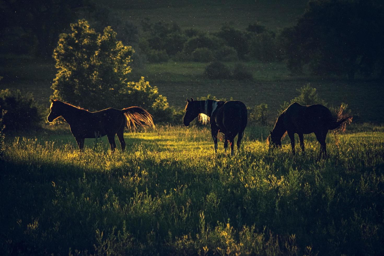 belos cavalos marrons na pastagem foto