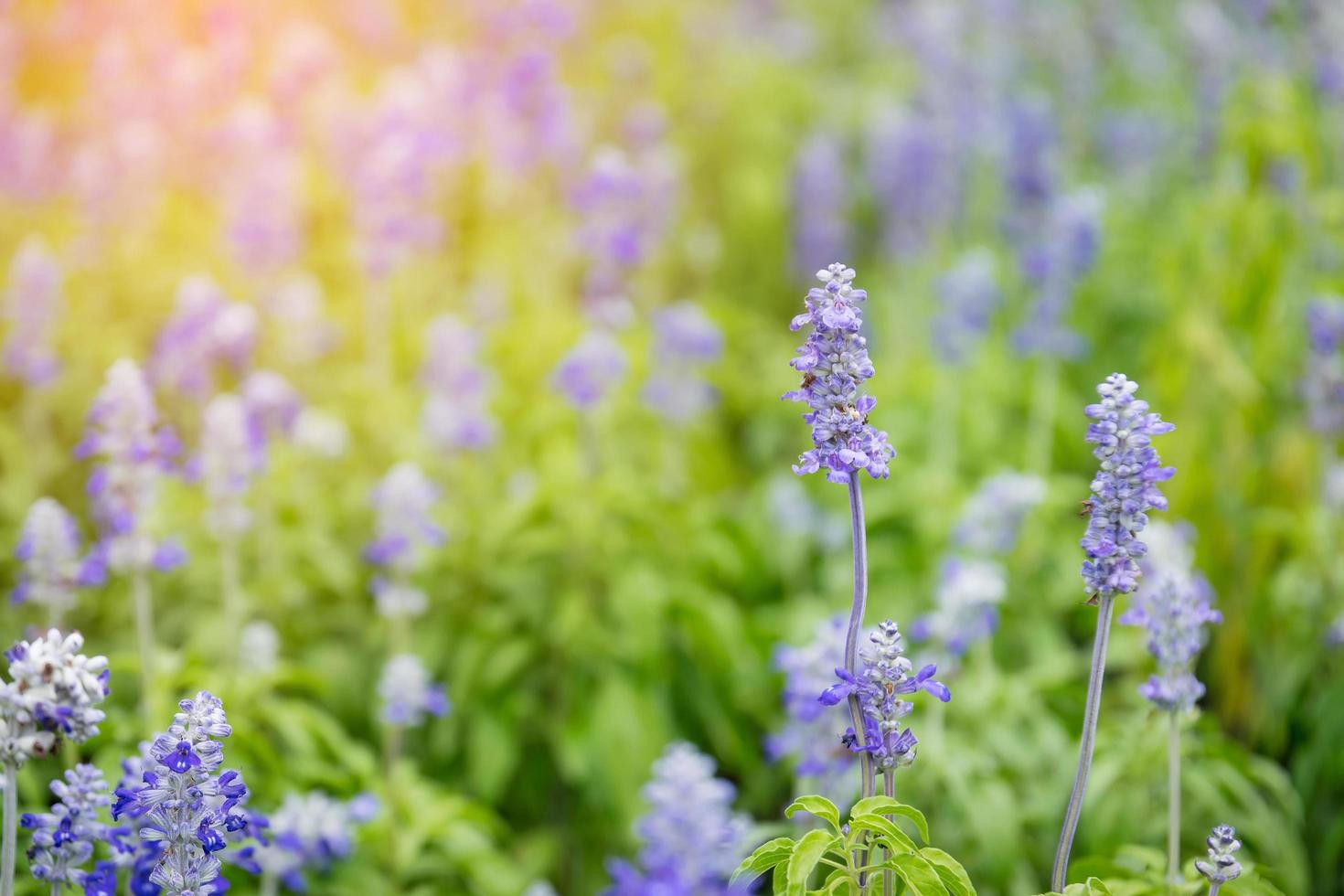 lindo campo roxo lavanda foto