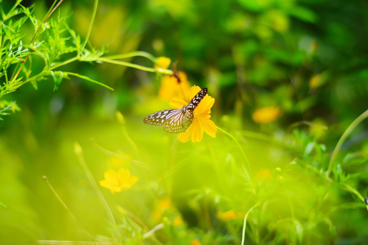 borboleta embaçada na flor de cosmos laranja no jardim foto