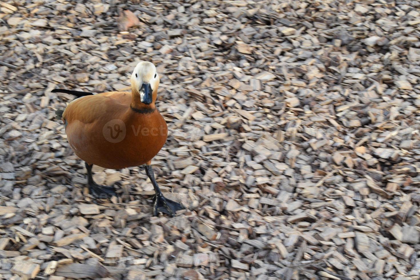 pato em pé sobre um revestimento de lascas de madeira perto do lago foto