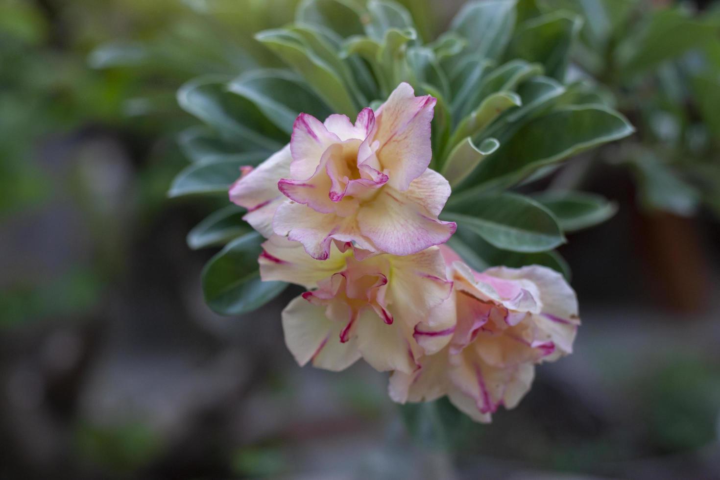 rosa do deserto amarela e rosa fresca, azaléia simulada, rosabignonia ou flores de lírio impala florescem no jardim em desfocar o fundo da natureza. foto