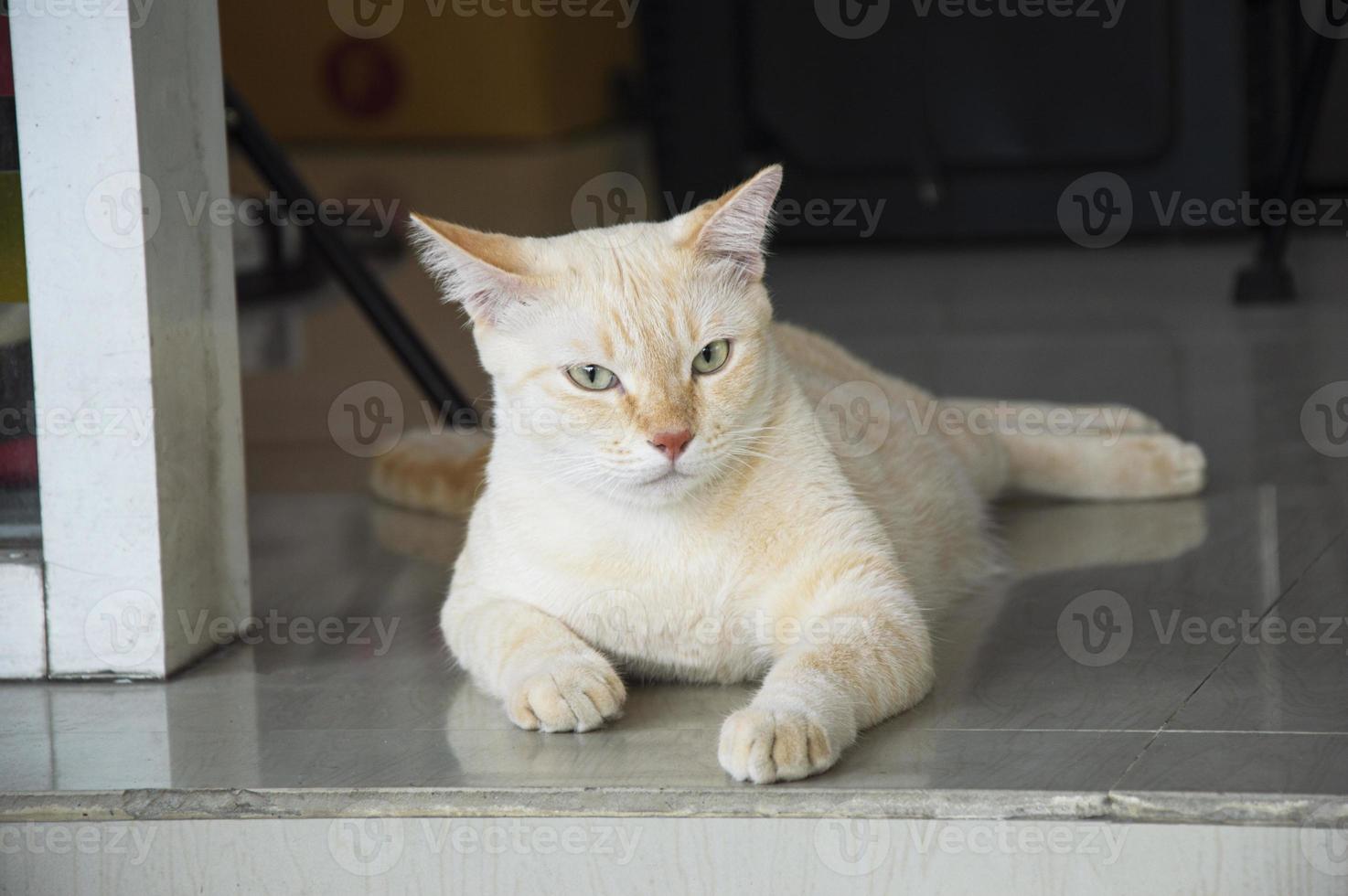 foto de um gato tailandês branco e amarelo deitado no chão.