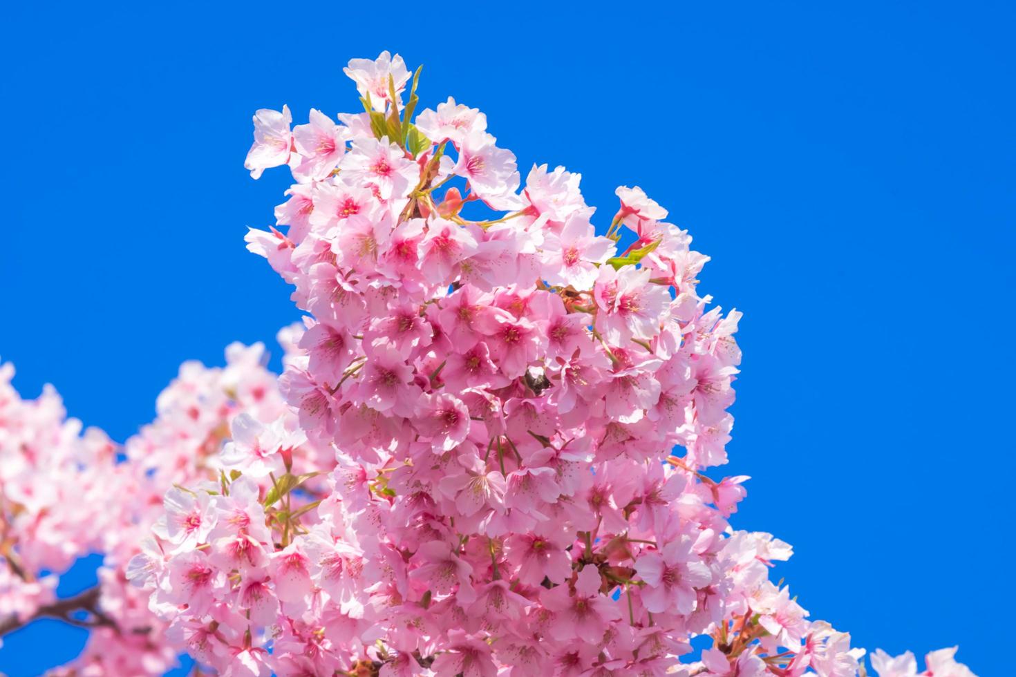 lindas flores de cerejeira rosa sakura com refrescante de manhã no japão foto