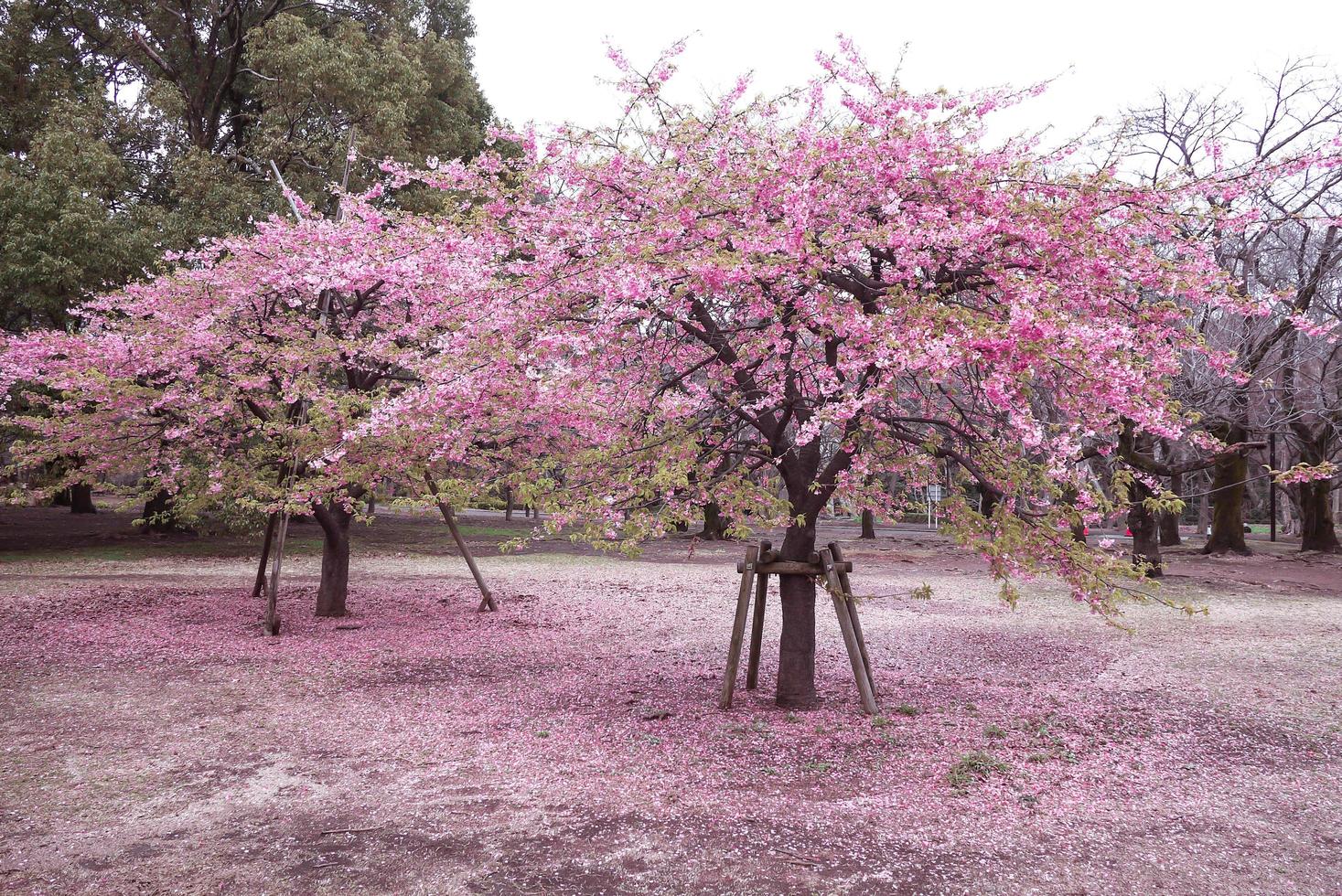 lindas flores de cerejeira rosa sakura com refrescante de manhã no japão foto