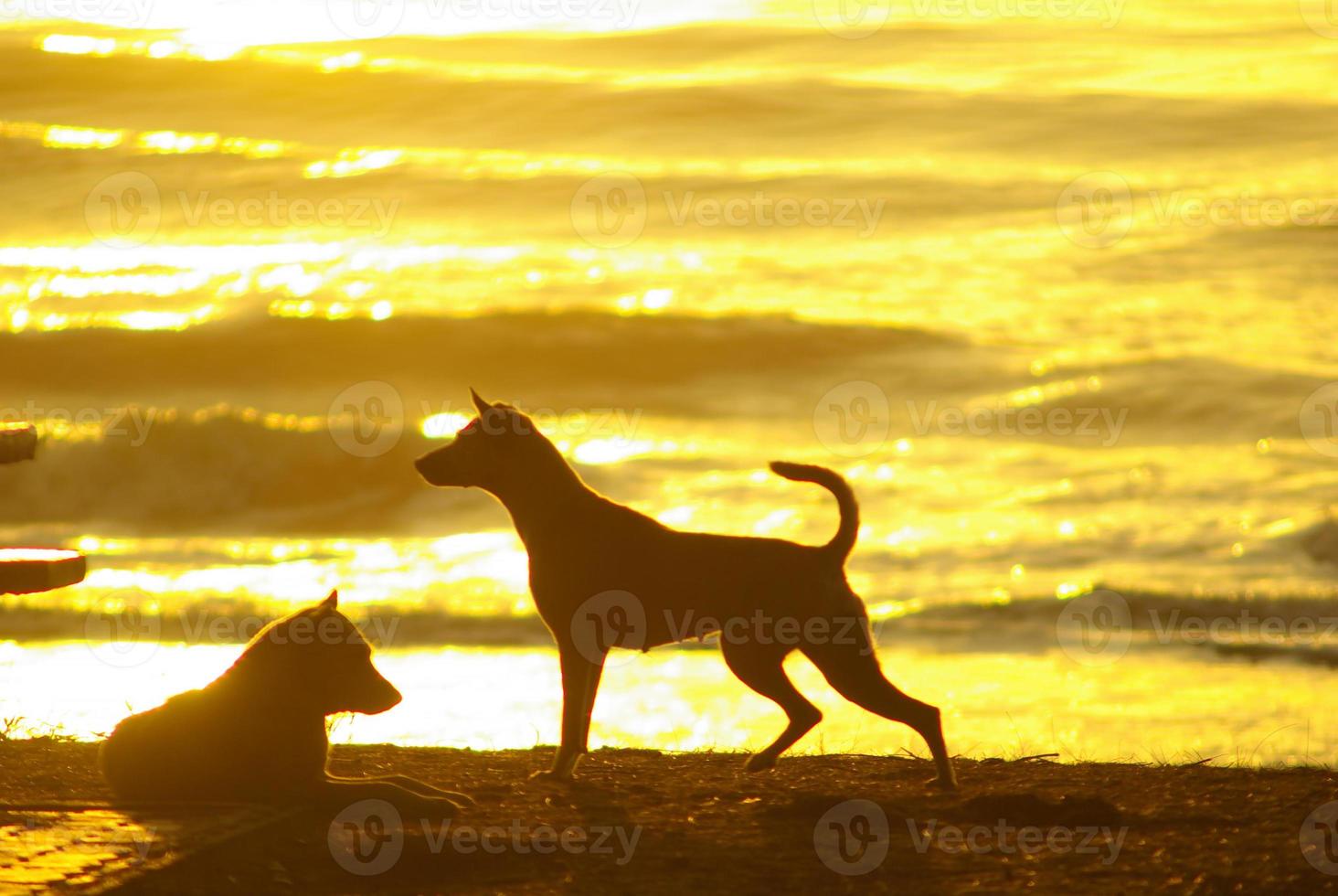 silhueta de um cachorro deitado na praia e a luz dourada do reflexo do pôr do sol na superfície do mar foto