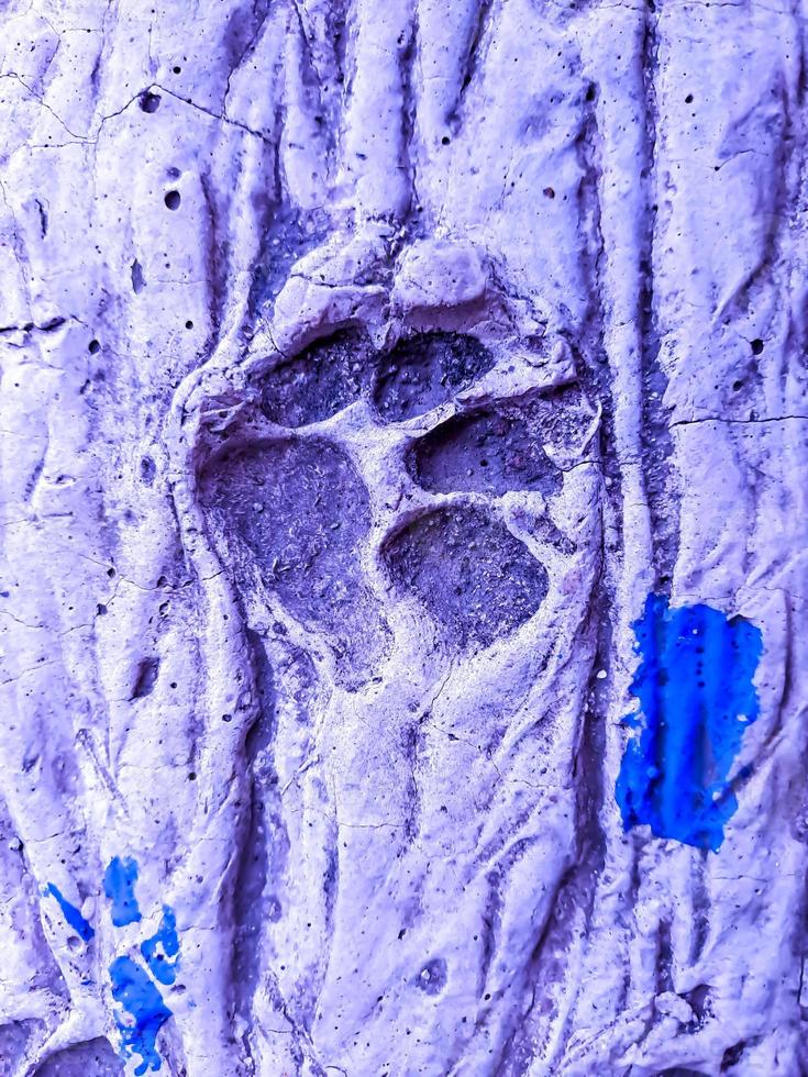 pegadas de gato em concreto de cimento, com fundo azul. foto
