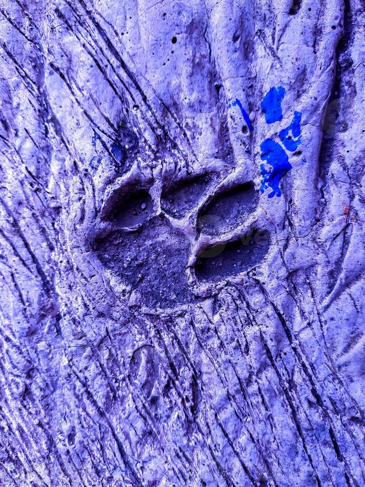 pegadas de gato em concreto de cimento, com fundo azul. foto