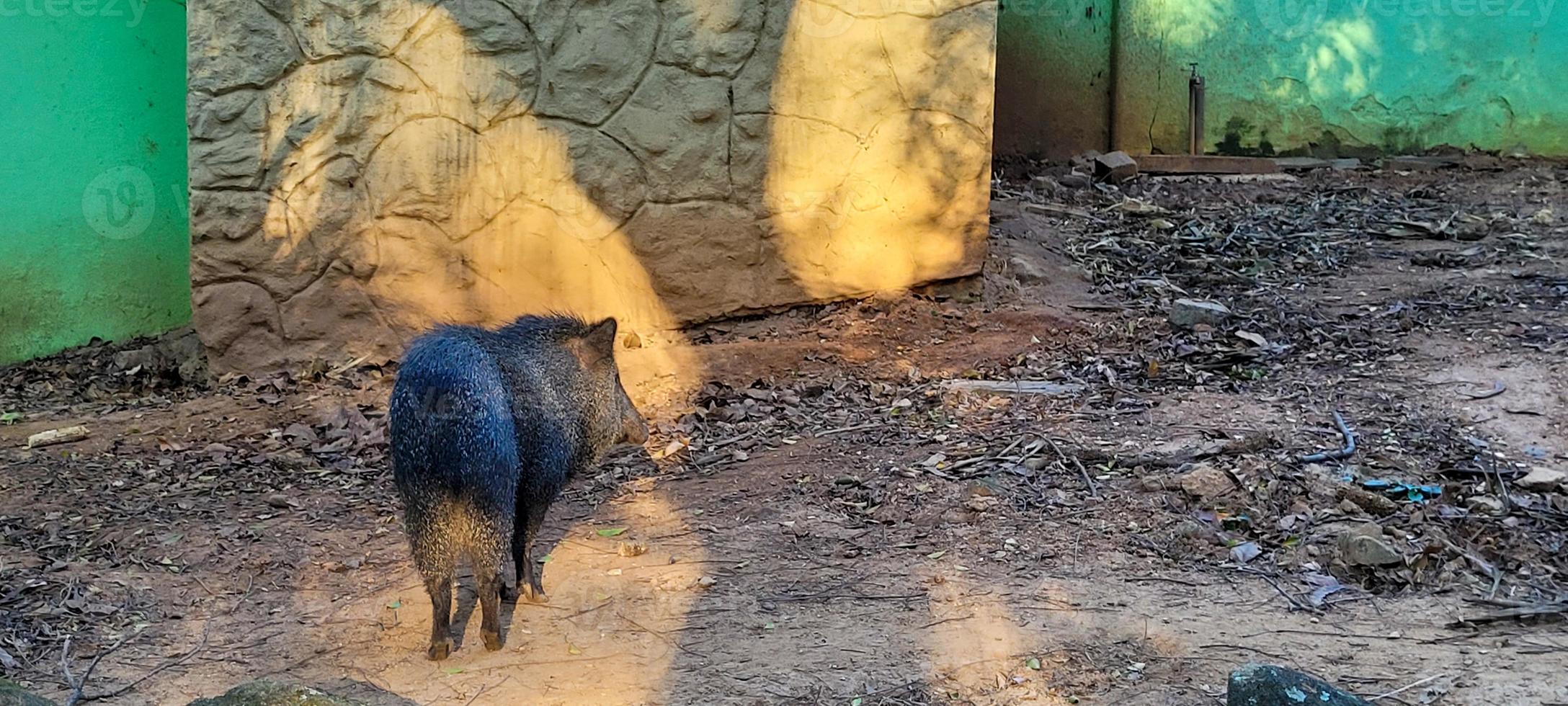 porco selvagem brasileiro conhecido como queixada foto
