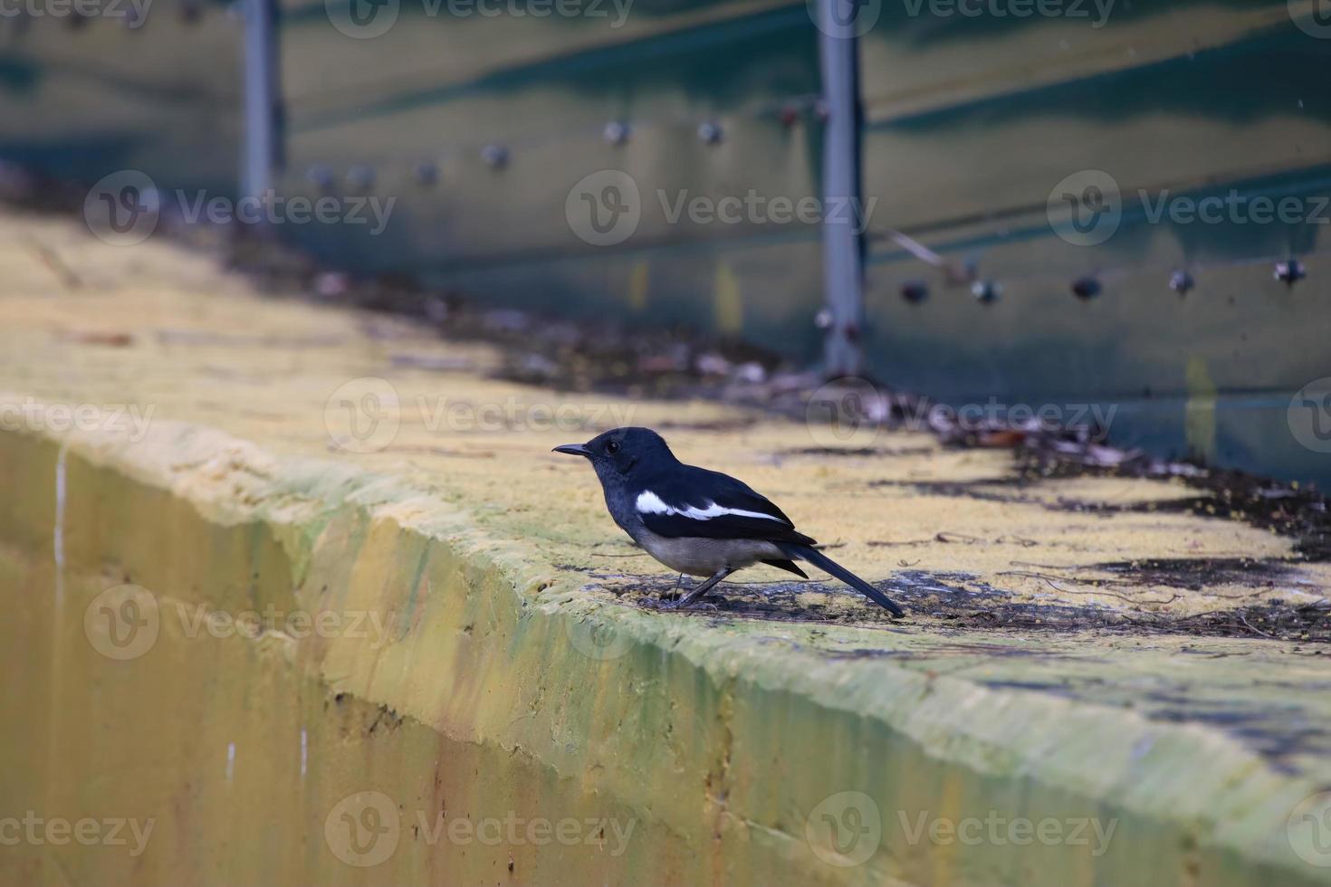 pega oriental robin em um parque foto