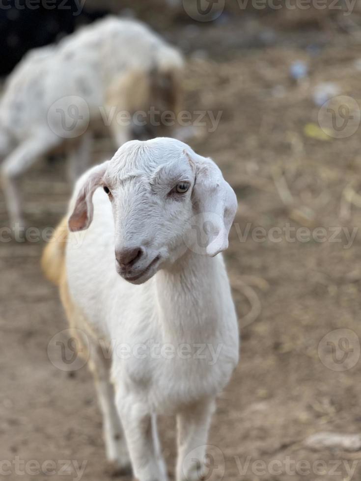 uma cabra olha para você e come nojento foto