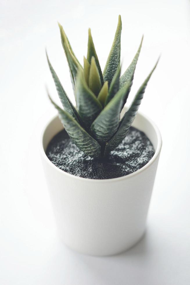 close-up de planta verde em vaso de cerâmica foto