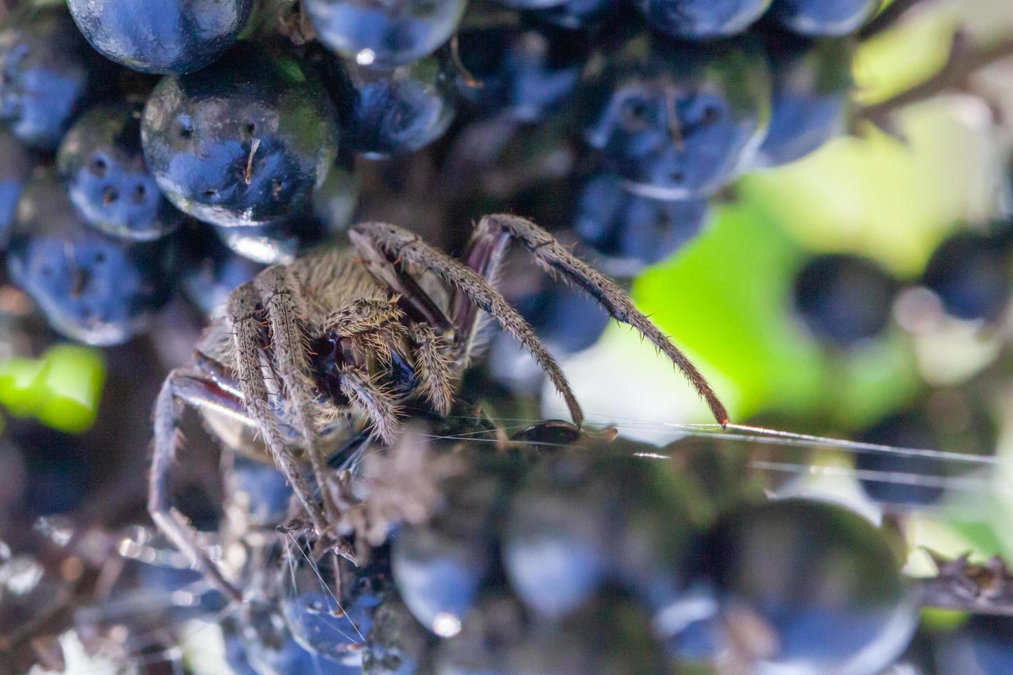 close-up de aranha em mirtilos foto