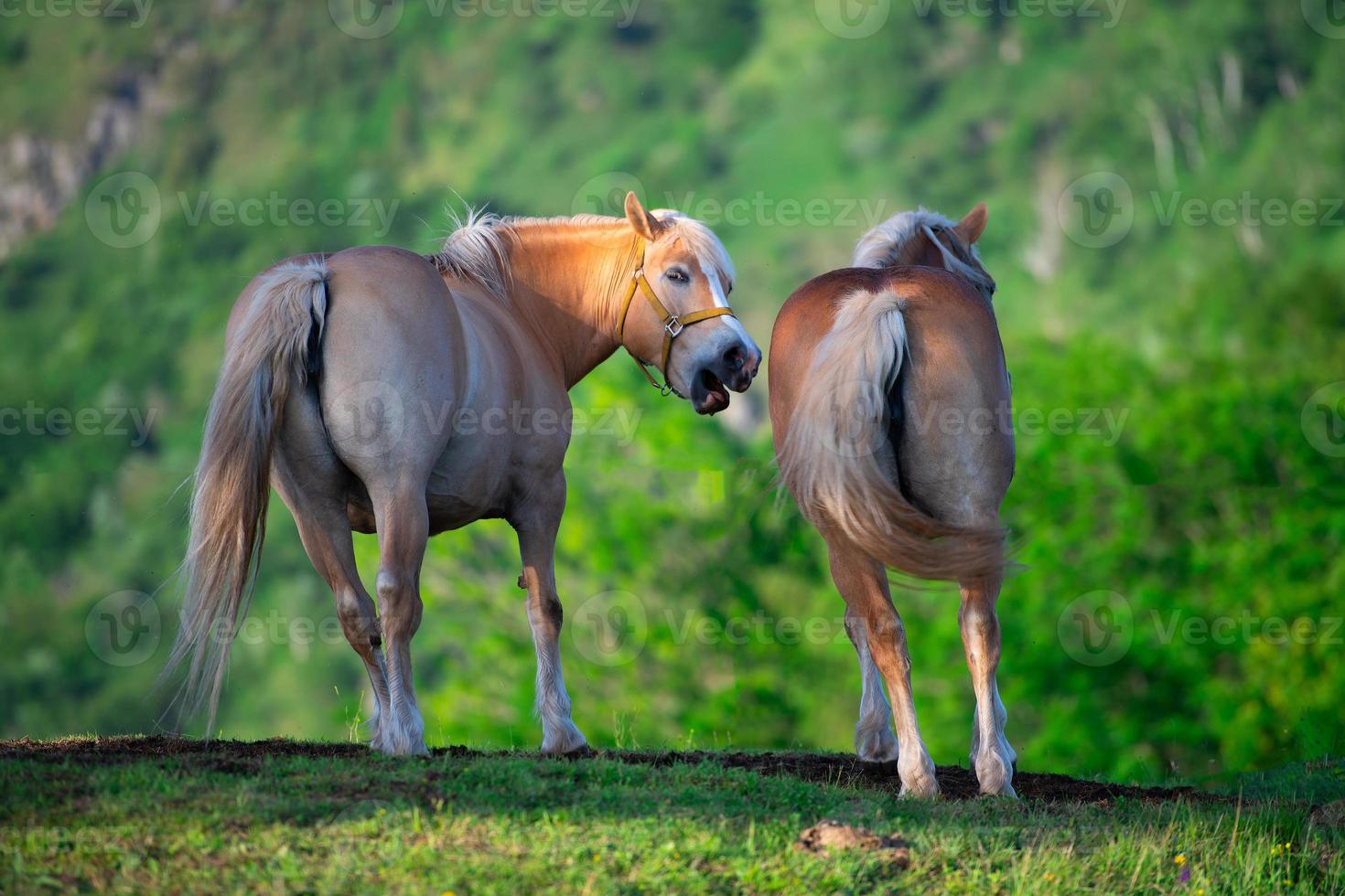 cavalo e égua iluminados pelo último sol nos alpes italianos foto