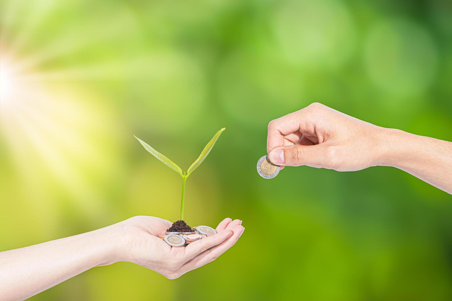 mão cultivando sementes de moedas foto