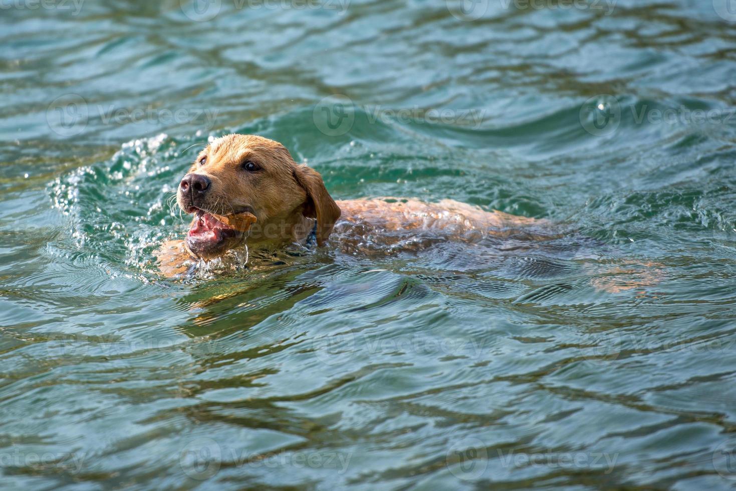 torresmos labrador retriever na água foto