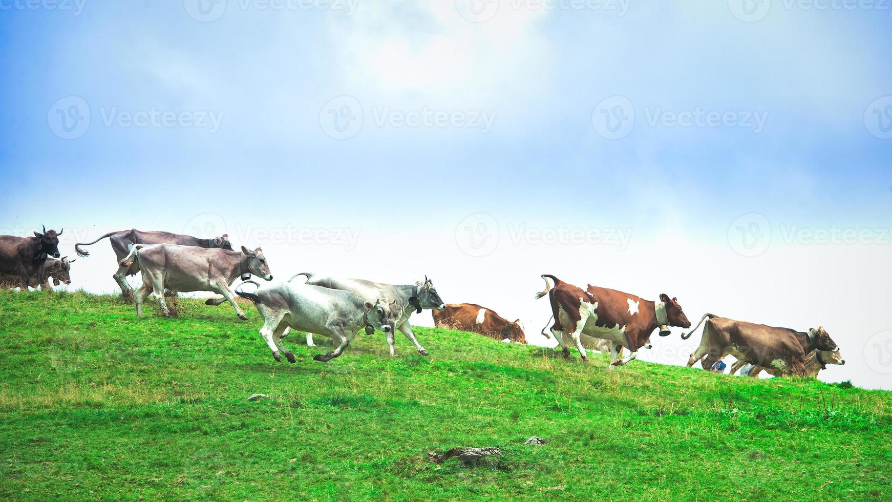 grupo de vacas correndo ladeira abaixo em um prado de montanha foto