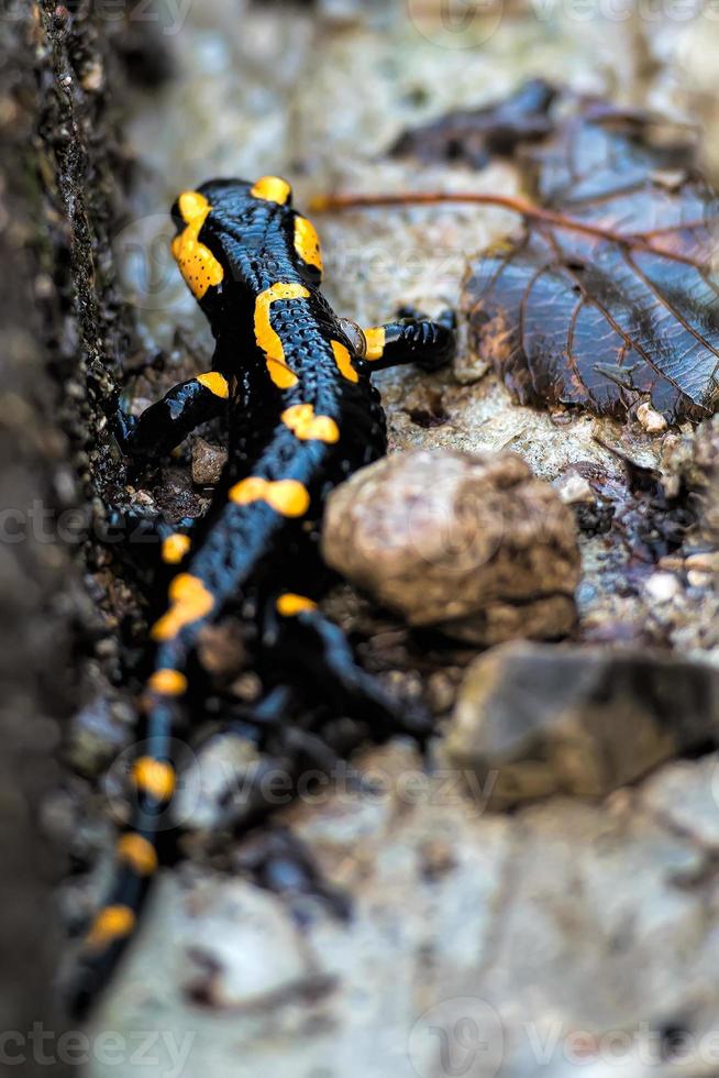 salamandra nos alpes italianos foto