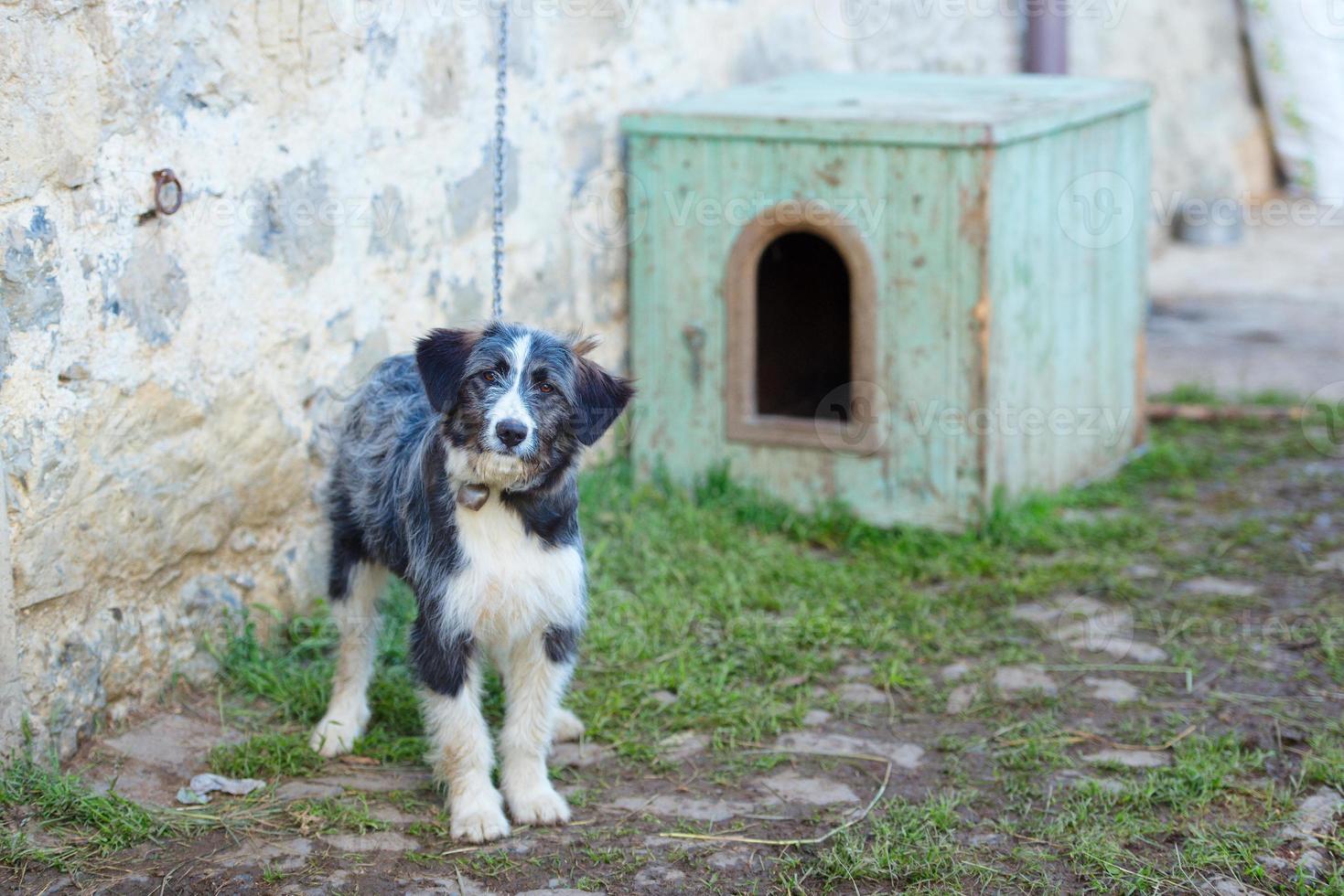 cão pastor bergamasco amarrado foto