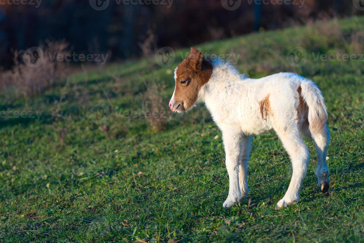 pequeno cavalo pônei foto