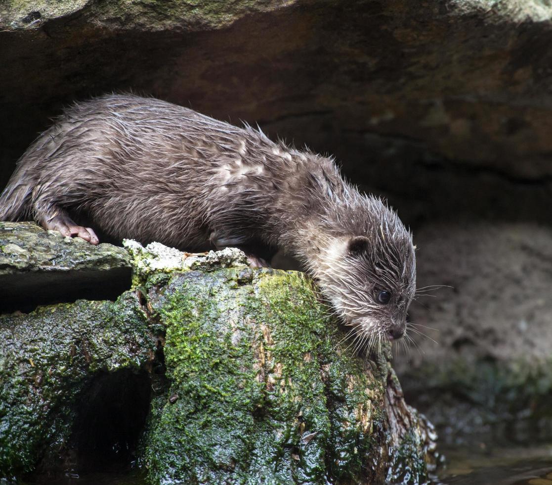 lontra olhando para baixo de uma rocha foto