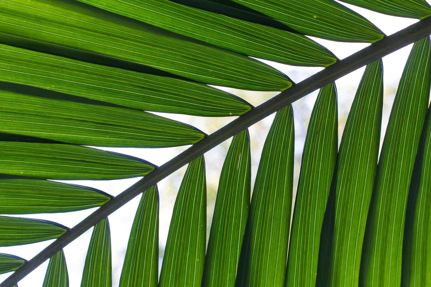 close-up de uma folha de palmeira foto