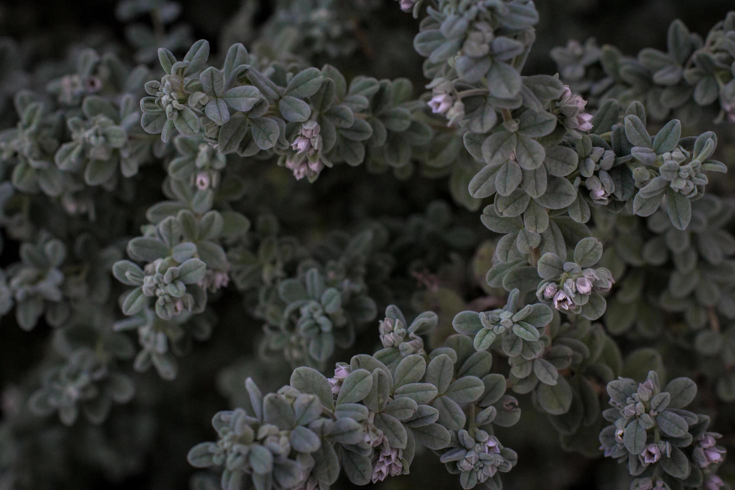 close-up de uma planta de folhas verdes foto