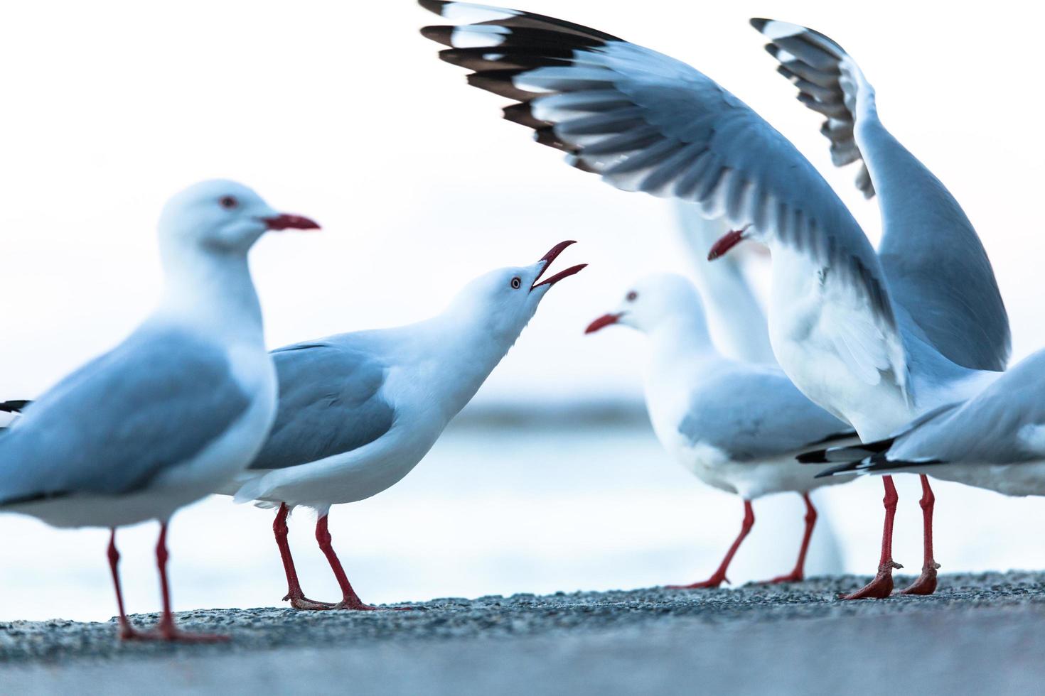 bando de gaivotas na praia foto