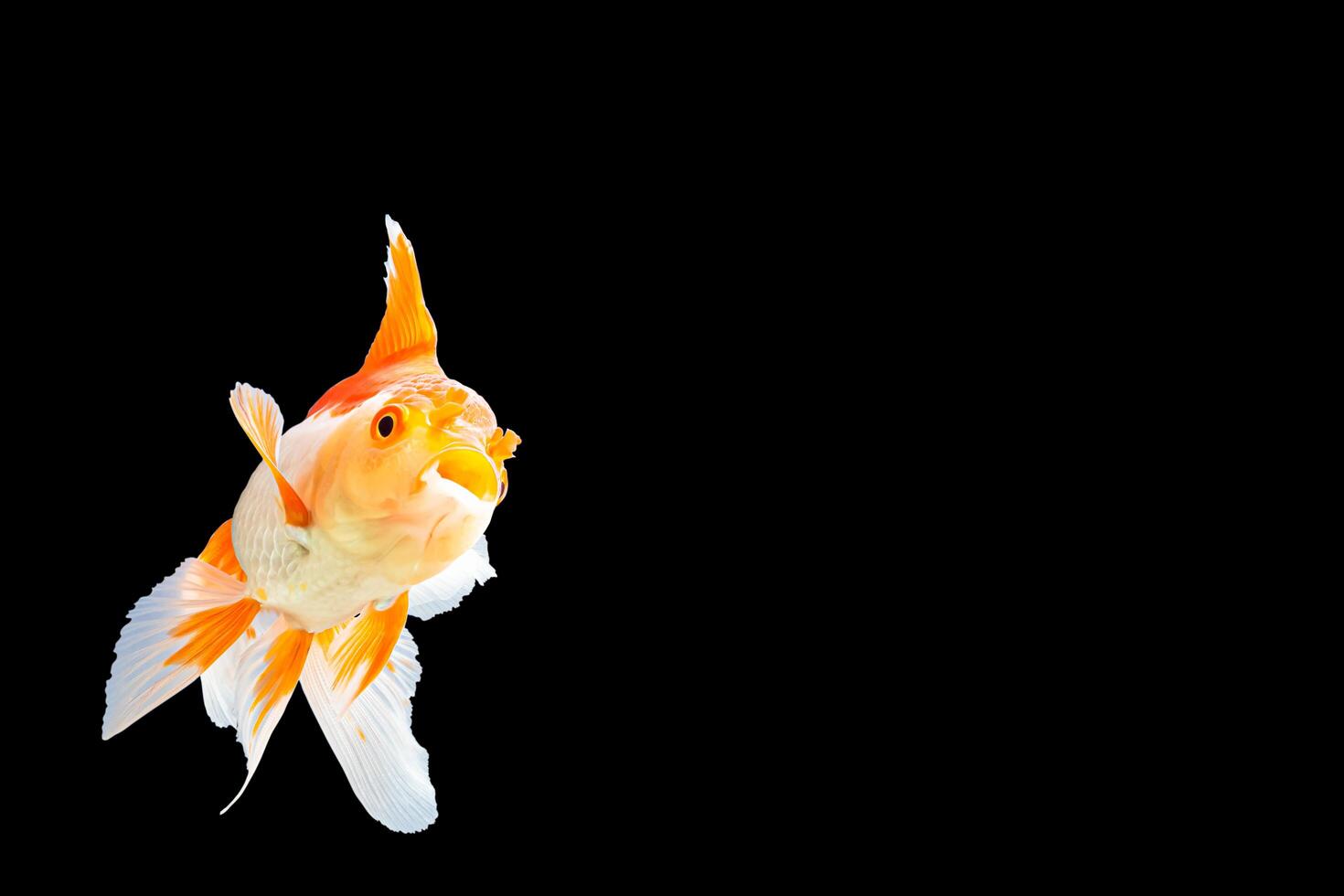 oranda peixe dourado branco e laranja foto