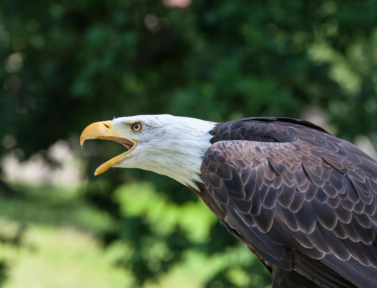 close-up de uma águia careca foto