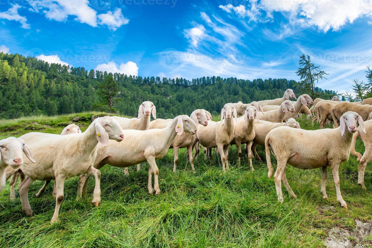 transumância de ovelhas nas montanhas foto