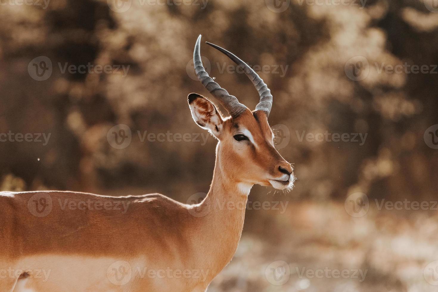 retrato impala, áfrica do sul foto