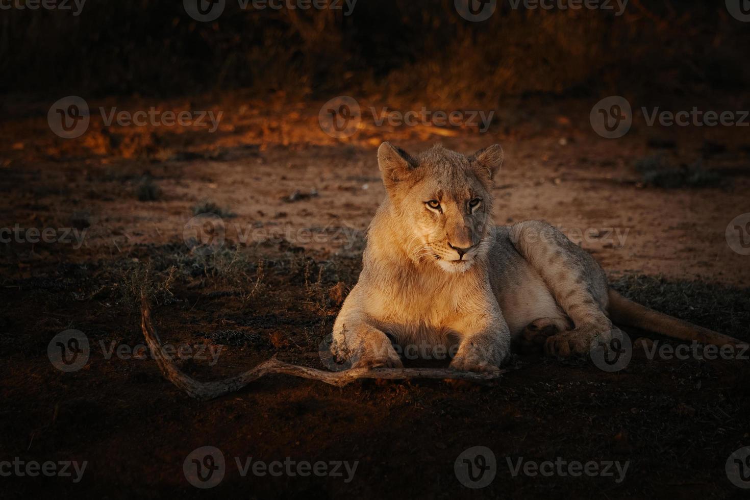 pôr do sol de retrato de filhote de leão africano feminino foto