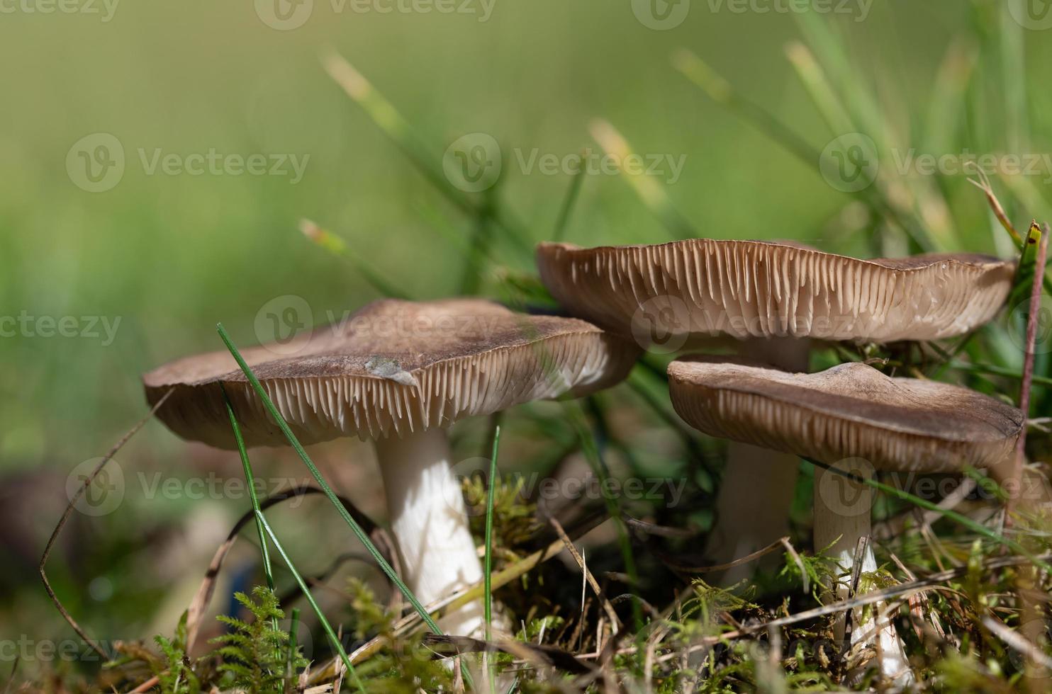 close-up de um grupo de cogumelos brilhantes com lamelas crescendo em um prado e entre musgo sob o sol de outono. o fundo é verde. foto