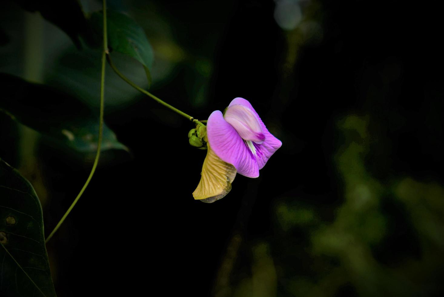 flor roxa nas filipinas foto