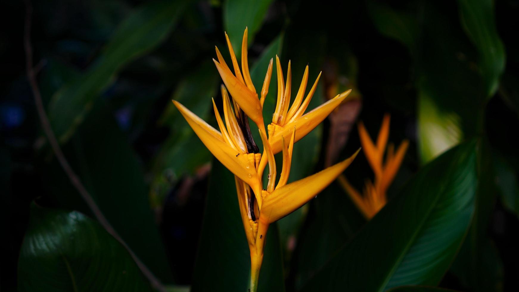 planta de flacidez ou canna indica foto