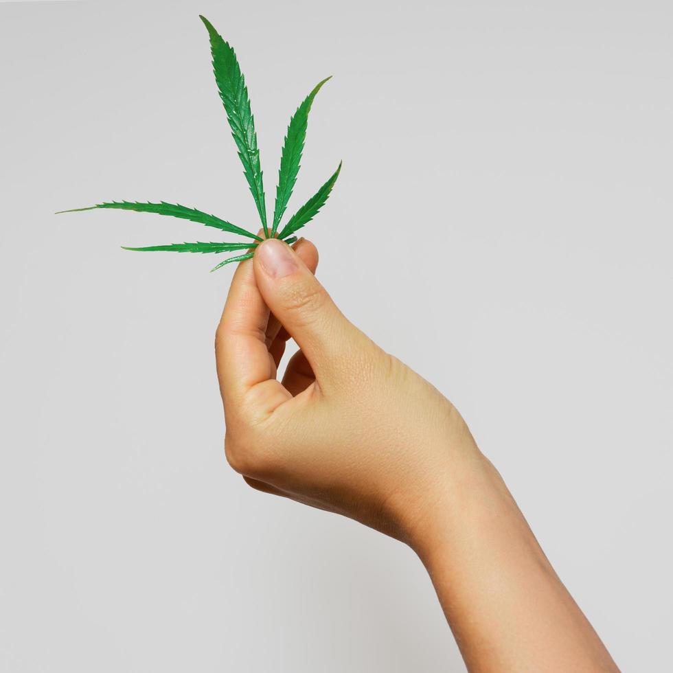 mão feminina com uma folha de cannabis verde foto