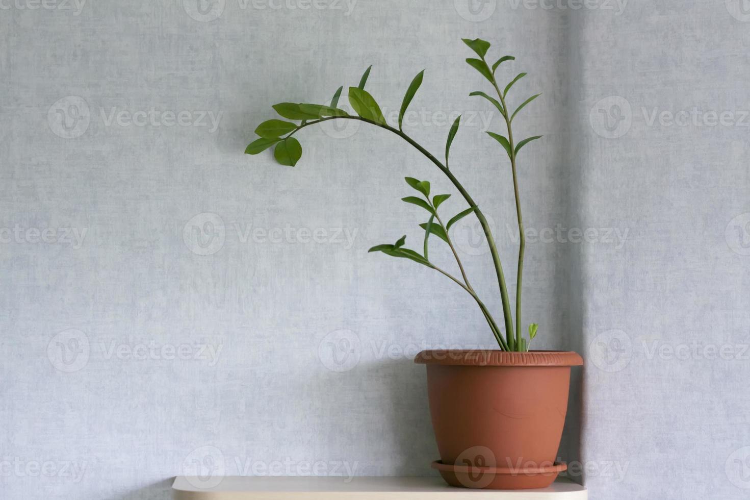 o pote de uma planta de casa zamioculcas sobre um fundo claro. flor em vaso na prateleira. foto
