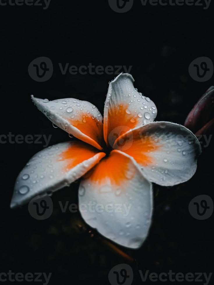 flor de frangipani no escuro foto