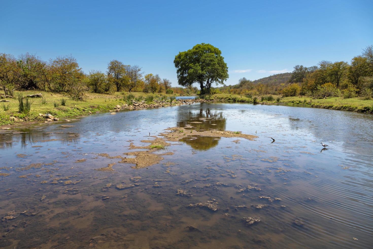 árvore verde ao lado de pequeno riacho foto