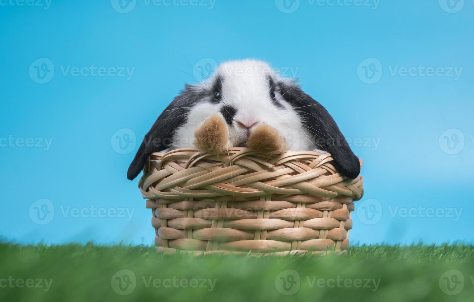 peludo e fofo coelho preto e branco está sentado na cesta na grama verde e fundo azul. conceito de animal de estimação roedor e páscoa. foto