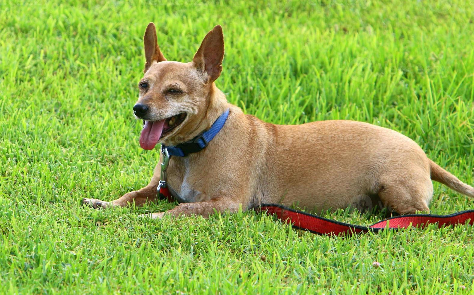 cão em uma caminhada no parque da cidade. foto