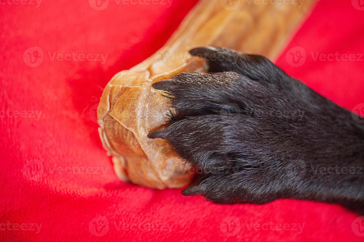 a pata de um cachorro preto em um osso. foto macro das patas de um labrador retriever em um cobertor vermelho.