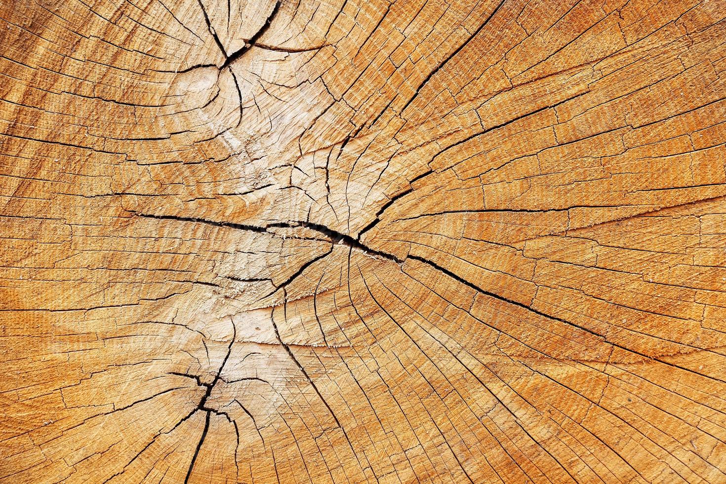 o toco de uma árvore derrubada, um corte do tronco com anéis e rachaduras anuais, a textura do toco serrado foto