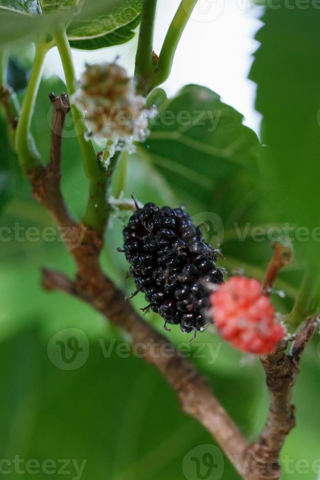 frutos maduros e frescos de amora preta amadurecidos em um galho de árvore. comida saudável de amora suculenta foto