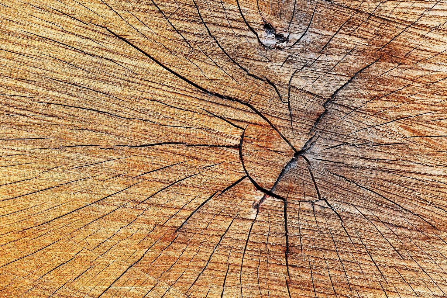 o toco de uma árvore derrubada, um corte do tronco com anéis e rachaduras anuais, a textura do toco serrado foto