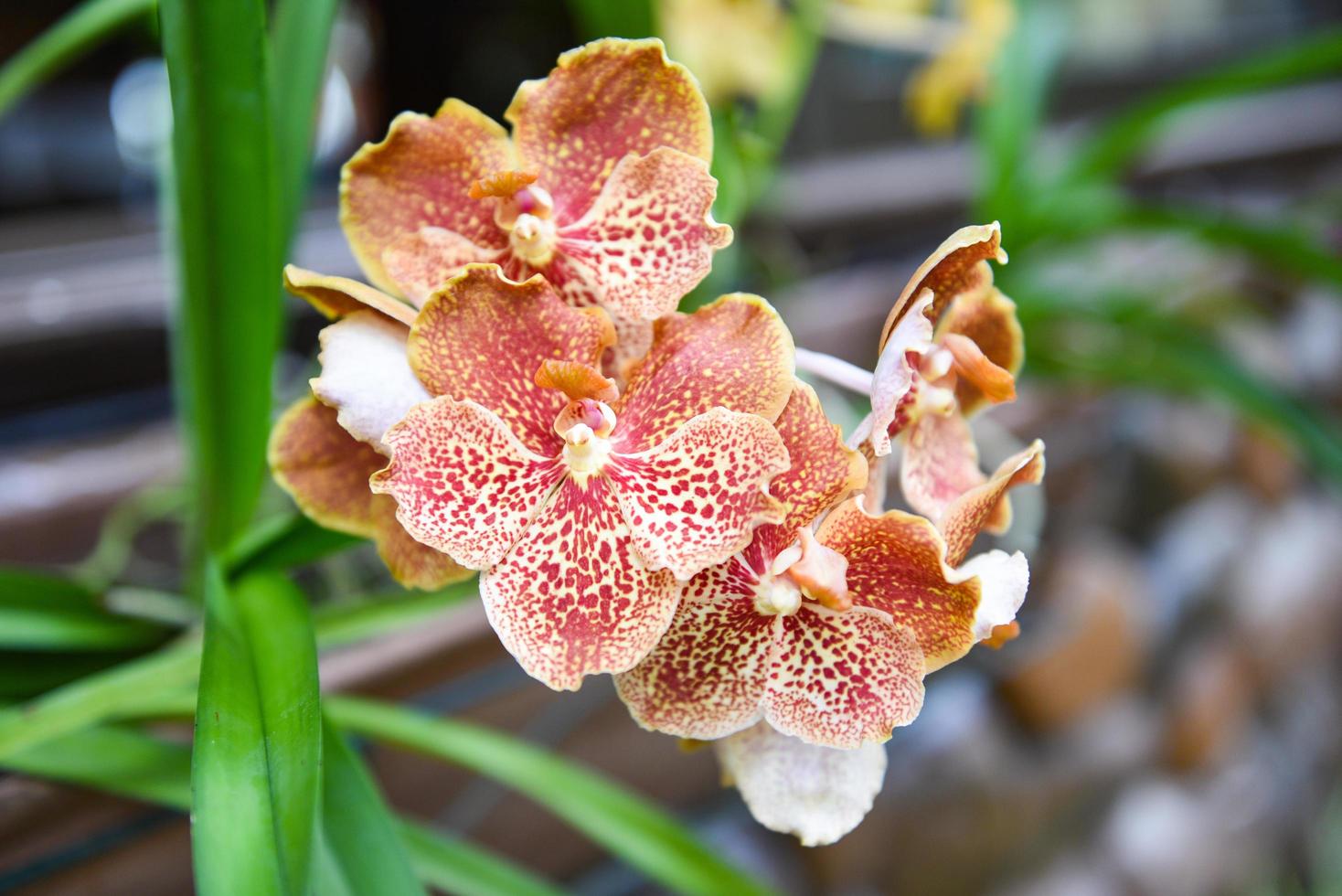orquídea vanda com fundo de folhas linda flor de orquídea marrom no berçário da fazenda natural foto
