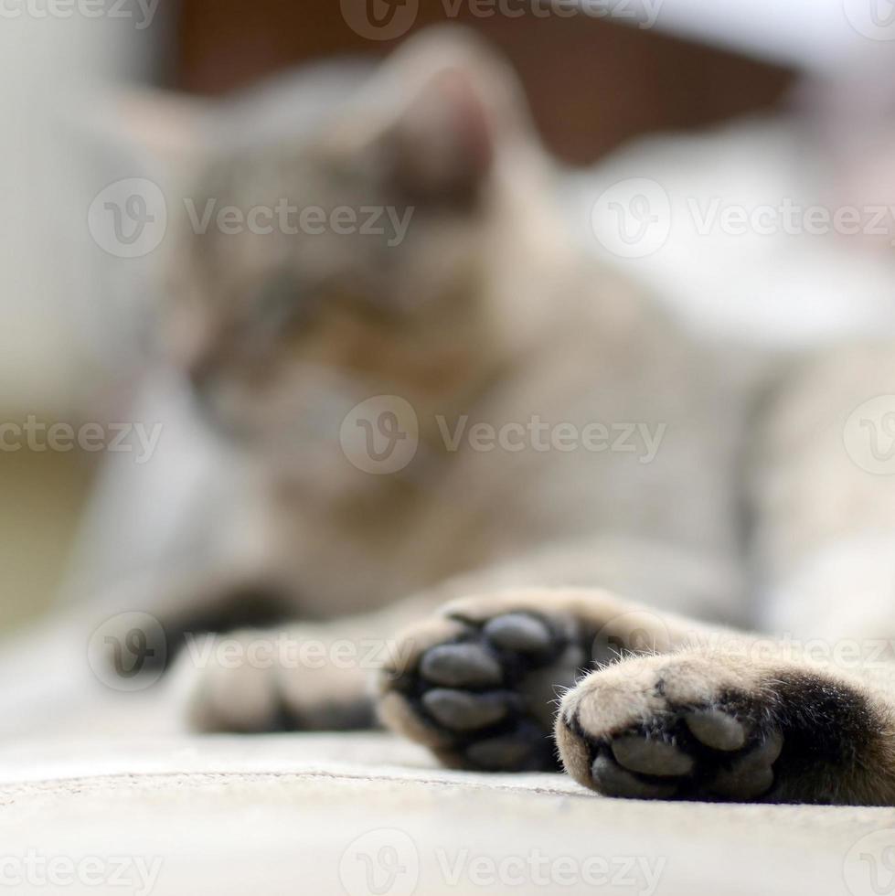 triste gato deitado em um sofá macio ao ar livre e descansando com a pata em foco foto