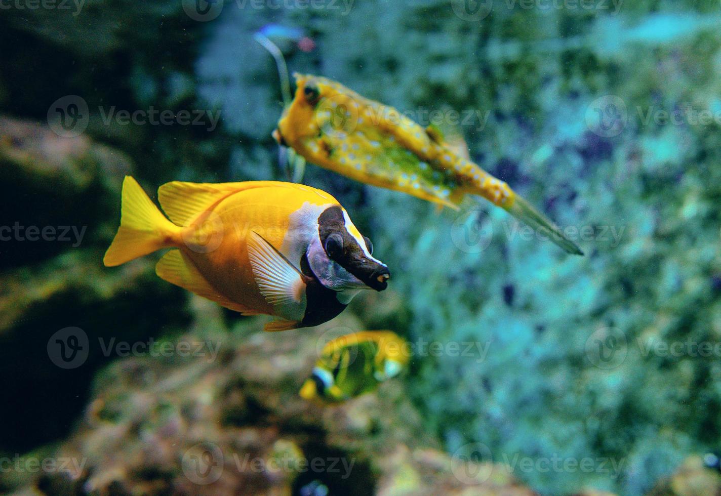 peixes tropicais coloridos e corais debaixo d'água no aquário foto